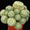 Mammillaria_eichlamii